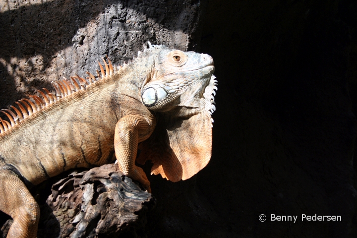 Leguan 1.jpg - Leguan (Iguana iguana)